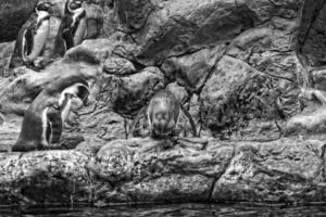 elegante Preto e branco pinguins dentro uma frio meio Ambiente às uma jardim zoológico dentro Espanha foto