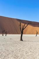 morto camelo trono árvores dentro seco Deadvlei foto