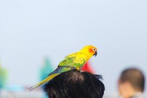 adorável lindo amarelo verde papagaio Sol conure em humano cabeça foto