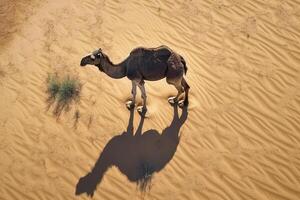 uma camelo elencos Está sombra em a areia dentro a deserto. Visão a partir de a topo. generativo ai foto
