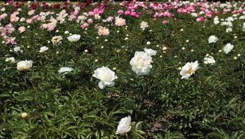 mar do peônias. grande quantidade do branco e Rosa flores jardim cultura foto