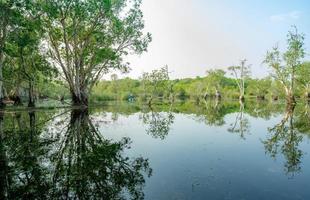 branco samet ou cajuput árvores dentro zonas úmidas floresta com reflexões dentro água. vegetação botânico jardim. água fresca pantanal. beleza dentro natureza. corpo do água. verde floresta dentro pantanal. mundo meio Ambiente dia. foto