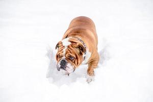 Inglês buldogue jogando em a neve foto