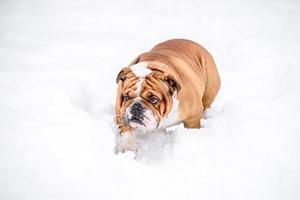 Inglês buldogue jogando em a neve foto