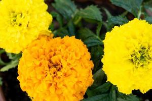 amarelo e laranja calêndula mudas com raízes estão preparado para plantio dentro a aberto terra dentro Primavera. despretensioso jardim flores dentro a mãos do uma jardineiro, flor cama e Jardim Cuidado foto