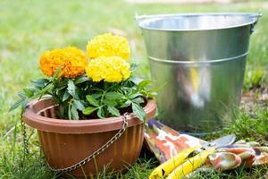 amarelo e laranja calêndula mudas com raízes estão preparado para plantio dentro a aberto terra dentro Primavera. despretensioso jardim flores dentro a mãos do uma jardineiro, flor cama e Jardim Cuidado foto