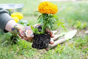 amarelo e laranja calêndula mudas com raízes estão preparado para plantio dentro a aberto terra dentro Primavera. despretensioso jardim flores dentro a mãos do uma jardineiro, flor cama e Jardim Cuidado foto