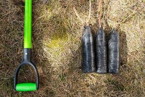 mudas do fruta arbustos e árvores dentro tubos, pronto para plantar dentro a jardim. preparação para plantio, crescendo natural bagas dentro a jardim cama. foto