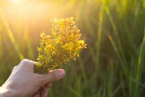 ramalhete do st. John's mosto dentro seu mão em uma fundo do Relva dentro uma raio de Sol. medicinal ervas, chá coleção, alternativo remédio. verão tempo, interior, ecologia, harmonia com natureza. cópia de espaço foto