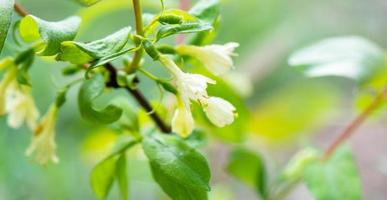 madressilva flor em uma arbusto fechar-se - baga cultura dentro a jardim dentro Primavera foto