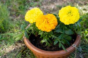 amarelo e laranja calêndula mudas com raízes estão preparado para plantio dentro a aberto terra dentro Primavera. despretensioso jardim flores dentro a mãos do uma jardineiro, flor cama e Jardim Cuidado foto