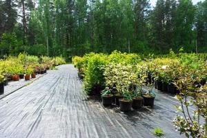 berçário do conífero plantas dentro panelas com uma fechadas raiz para plantio em seu jardim trama. foto