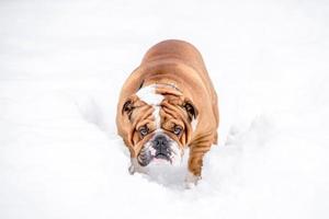 Inglês buldogue dentro a neve foto