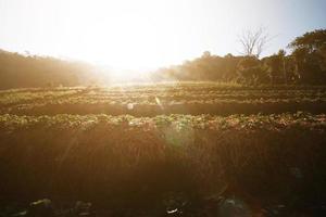 morango montanha Fazenda em declive e degrau com nascer do sol em Colina dentro Tailândia foto