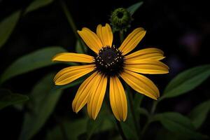 solteiro florescendo amarelo de olhos negros susan dentro Sombrio exposição em haste contra natural bokeh terra fundo. ai generativo foto