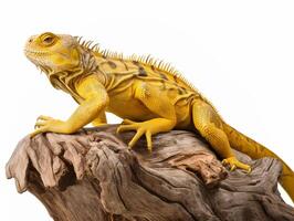 estúdio retrato do uma amarelo iguana em uma árvore ramo. isolado em branco fundo. ai generativo foto