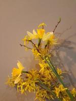 ramalhete do Primavera flores em uma bege fundo. floral fundo para cartão postal foto