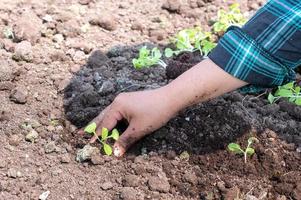 fechar-se agricultor fêmea mão plantio brotar com a verde alface dentro fertil solo. foto