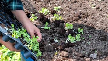 fechar-se agricultor fêmea mão plantio brotar com a verde alface dentro fertil solo. foto