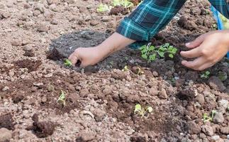 fechar-se agricultor fêmea mão plantio brotar com a verde alface dentro fertil solo. foto