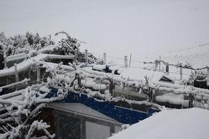 neve em uma jardim com negrito videira foto