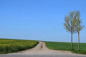 Avenida árvores às uma sujeira estrada com amarelo Campos foto