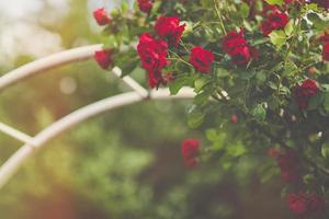 vermelho escalada rosas em arco florescendo dentro jardim foto