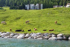 vacas pastar Relva em pasto dentro Suíça foto
