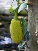 no meio exuberante folhagem, uma verde Jaca trava a partir de uma árvore, promissor uma delicioso refeição foto