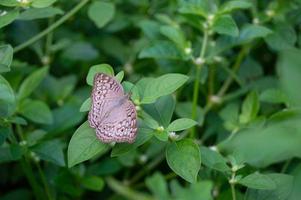 borboleta em uma selvagem folha. selvagem borboleta. foto