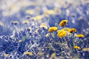 azul fada Prado com amarelo dente-de-leão. foto