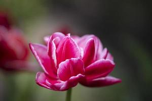 lindo Rosa ampla tulipa em uma borrado fundo. foto