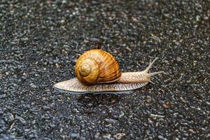 grande caracol de jardim com concha rastejando na estrada molhada, volte para casa foto