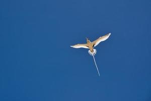 endêmico de cauda branca trópico pássaro do Seychelles, vôo, mahe seychelles 5 foto