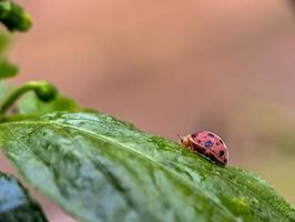 gracioso joaninha empoleirado em folha uma macro delicioso foto