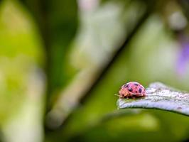 gracioso joaninha empoleirado em folha uma macro delicioso foto