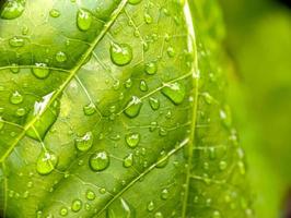 gotas de orvalho em verde folhas uma refrescante manhã cena foto