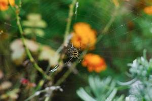 aranha argiope bruennichi em a rede dentro a jardim foto