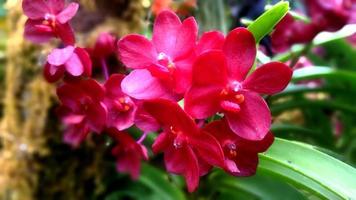 fechar-se e colheita lindo vermelho orquídea em embaçado sair fundo. foto