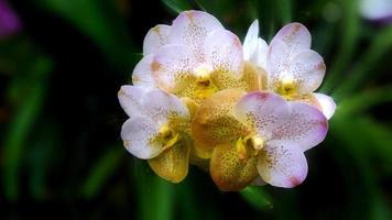 fechar-se e colheita lindo branco orquídea em embaçado sair fundo. foto