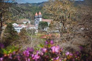 parque terra nostra dentro são miguel, a Açores foto