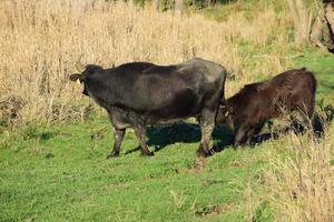 búfalo vaca alimentando a bezerro foto