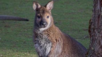 um close-up de um wallaby macropus rufogriseus de pescoço vermelho foto