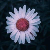 linda flor da margarida no jardim na primavera foto