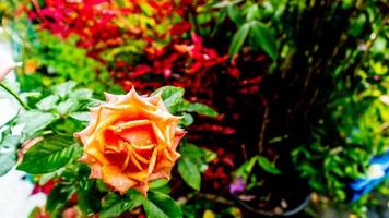 lindas e deslumbrantes flores rosas como pano de fundo foto