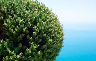 natural eco fundos. verde Tomilho folhas e azul mar e céu. arbusto bola e cópia de espaço para texto. foto