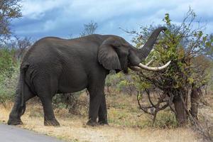 elefante com ampla presas pastar em mopani árvore foto