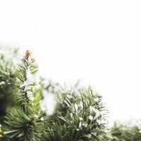 pinheiro com flocos de neve e galhos