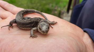 lagarto em mão. natureza dentro a país. suculento grama. animal resgate conceito. foto