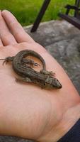 lagarto em mão. natureza dentro a país. suculento grama. animal resgate conceito. foto